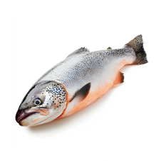 Лосось Лосось